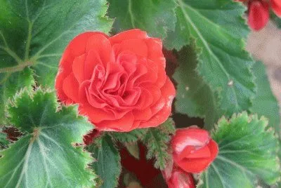 פאזל של begonia