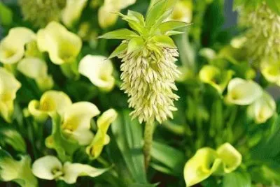 פאזל של eucomis