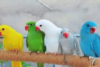 פאזל של aves