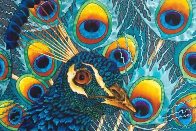 Insane Peacock