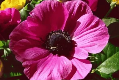 פאזל של anemone