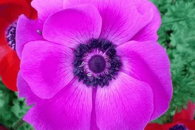 פאזל של anemone