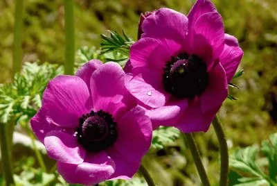 פאזל של anemone
