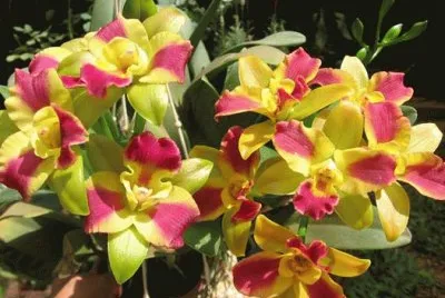פאזל של orquidea