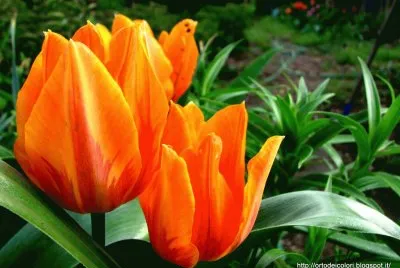 tulipani