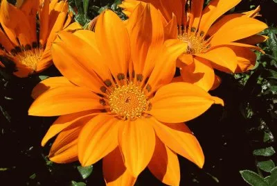 gazania