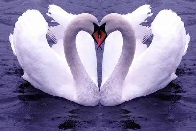 cisne