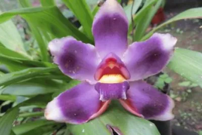 orquidea