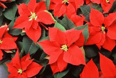 poinsettia