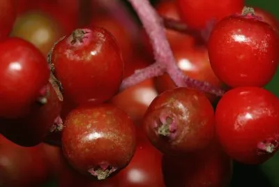 SaÃºco rojo - Sambucus racemosa
