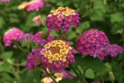 lantana