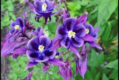 aquilegia