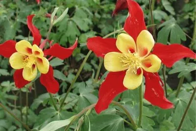aquilegia