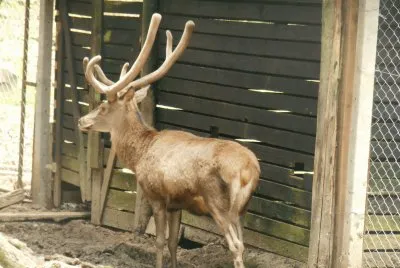 Rena da Aldeia do Papai Noel - Gramado - RS jigsaw puzzle