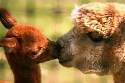 פאזל של mom#163