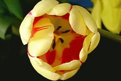 tulipe