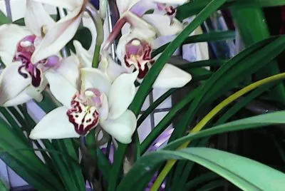 Orquidea do terraÃ§o