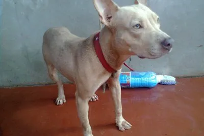 Pitbull