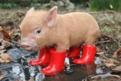 Pig-in-Boots