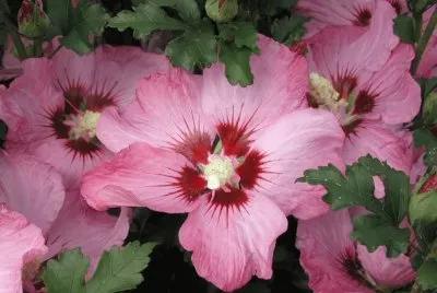 hibiscus