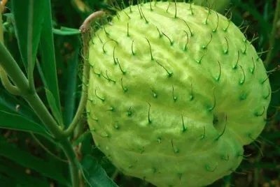 Gomphocarpus physocarpus E.Mey.