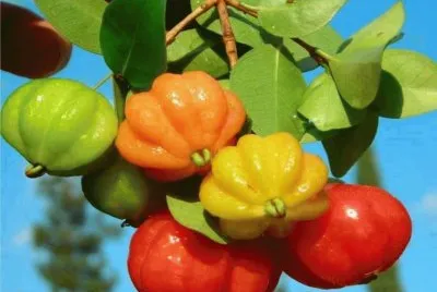 Pitanga - Eugenia uniflora