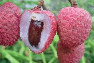 Lichi - Litchi chinensis