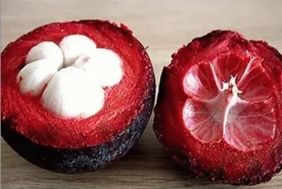 Mangostino - Garcinia mangostana