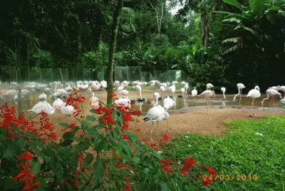 Parque das  Aves - Foz do IguaÃ§u - PR