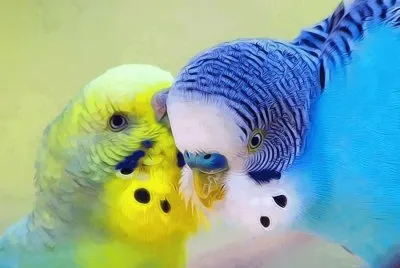 פאזל של Bird