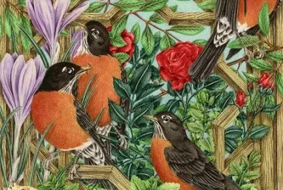 Birds