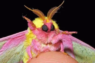 mariposa