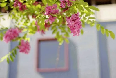 פאזל של Flores