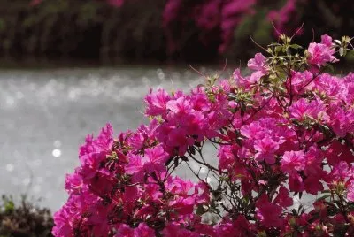 פאזל של AzalÃ©ias