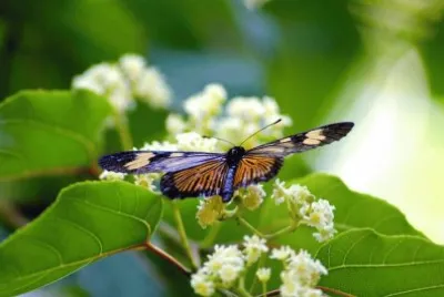 Borboleta jigsaw puzzle
