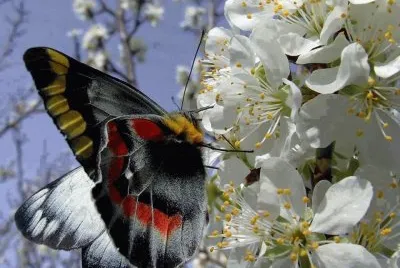 פאזל של Borboleta