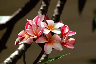 פאזל של OrquÃ­dea