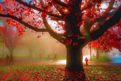 פאזל של Arvore