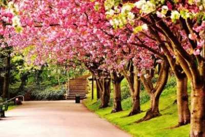 פאזל של Flores