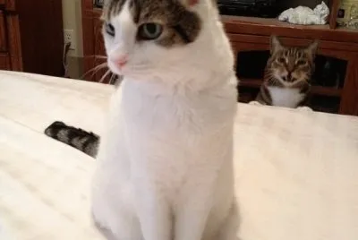 cat