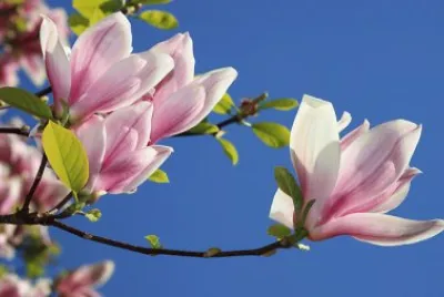 פאזל של magnolia