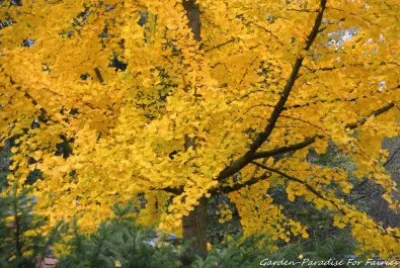 פאזל של ARVORE