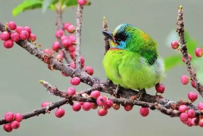 bird