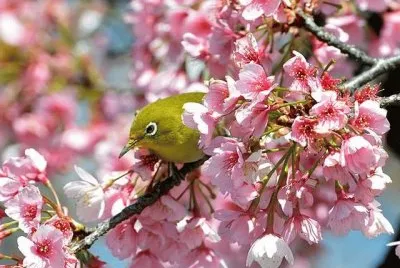 פאזל של bird