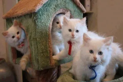 cats