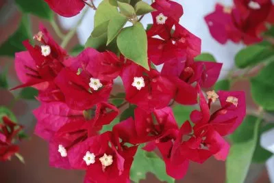 פאזל של Boungaville