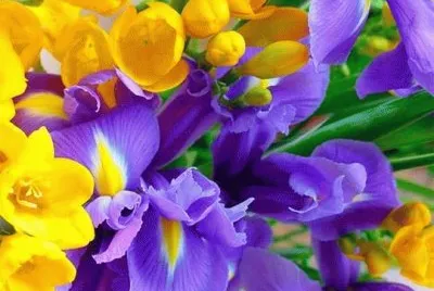 פאזל של flores