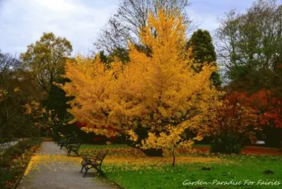 פאזל של jardim