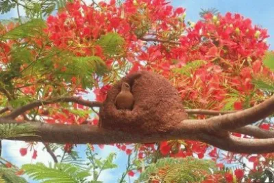 פאזל של JoÃ£o de barro