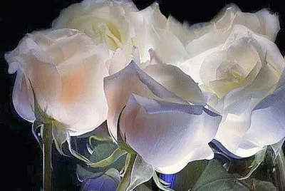 פאזל של rosas brancas